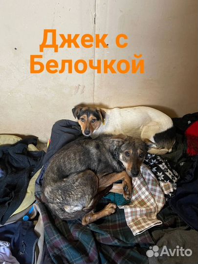 В добрые руки