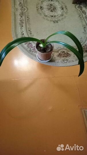 Амариллис Герань