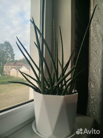 Комнатные растения