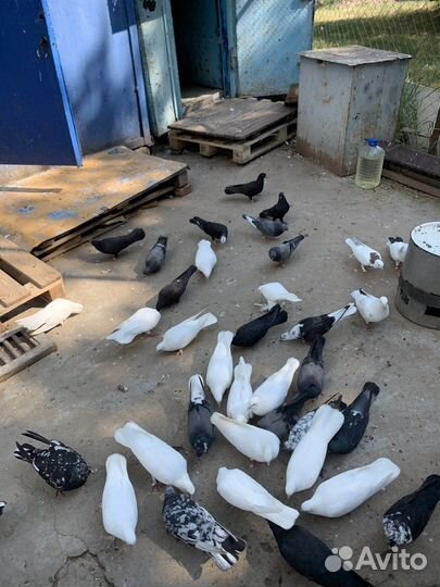 Продажа голубей
