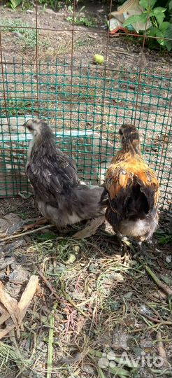 Подрощеные цыплята лакеданз