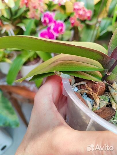Орхидея фаленопсис биг лип