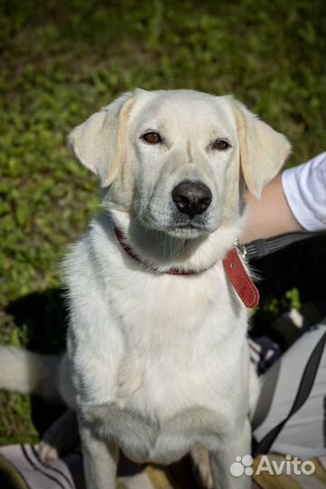 Белый. Пес, которому в приюте не место