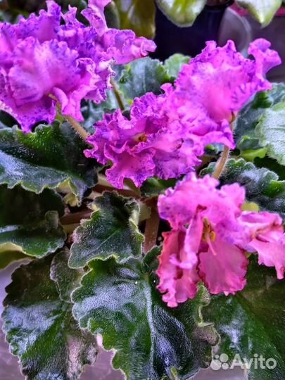 Цветущие фиалки