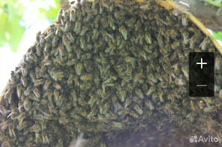 Мед с собственной пасеки