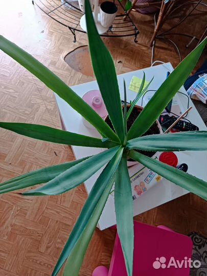 Суккуленты, Агава американская