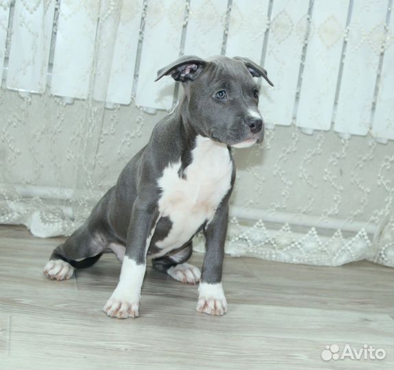 Девочка амстафф терьера