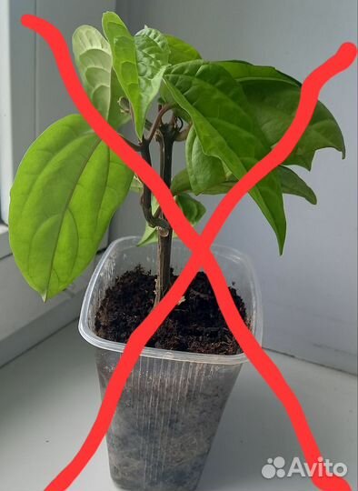 Клеродендрум госпожи томпсон