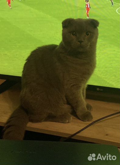 Шотландская