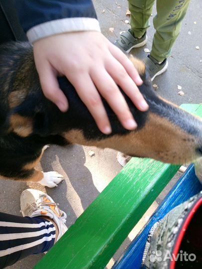 Собака в дар