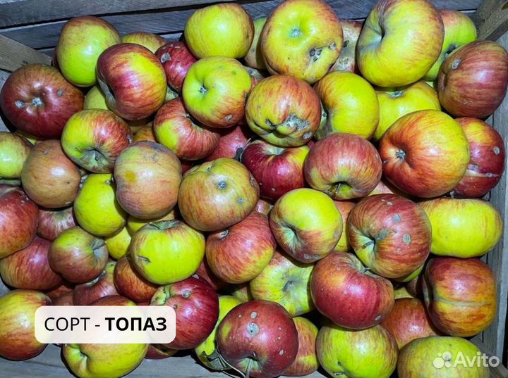 Яблоки оптом и в розницу