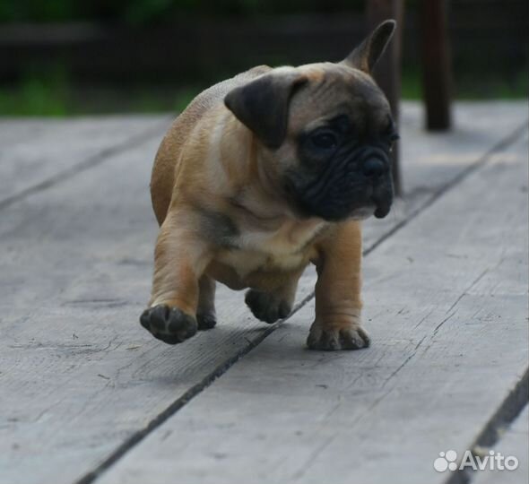 Рыжик. Парнишка