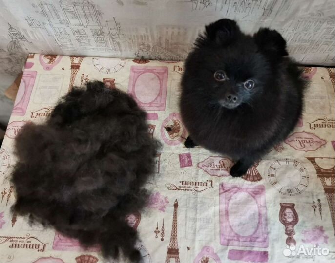 Стрижка собак и кошек