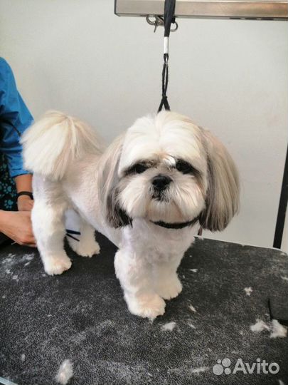 Груминг. Стрижка собак и кошек