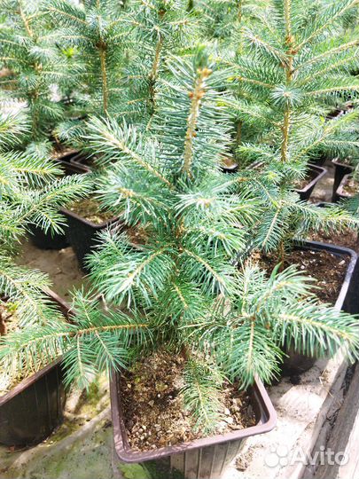 Ель Голубая