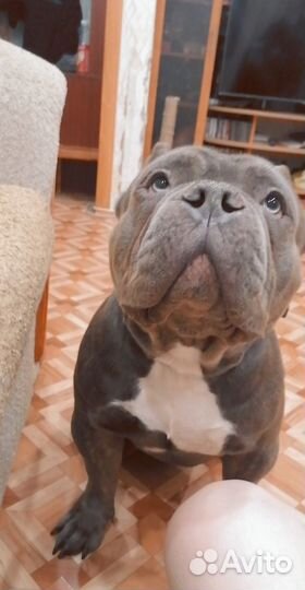 Американский булли покет