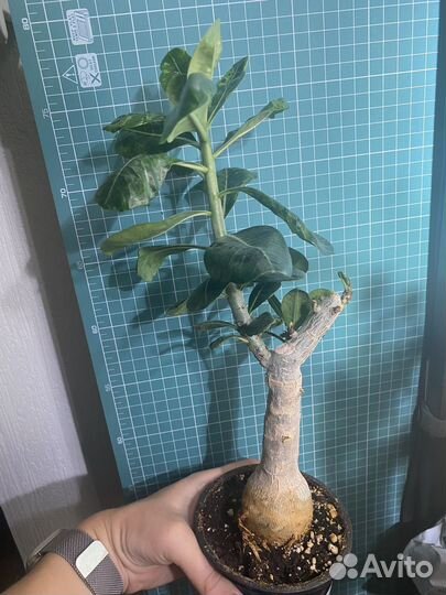 Адениум сеянец