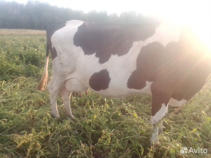 Продажа коровы