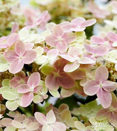 Гортензия метельчатая Полистар Polestar