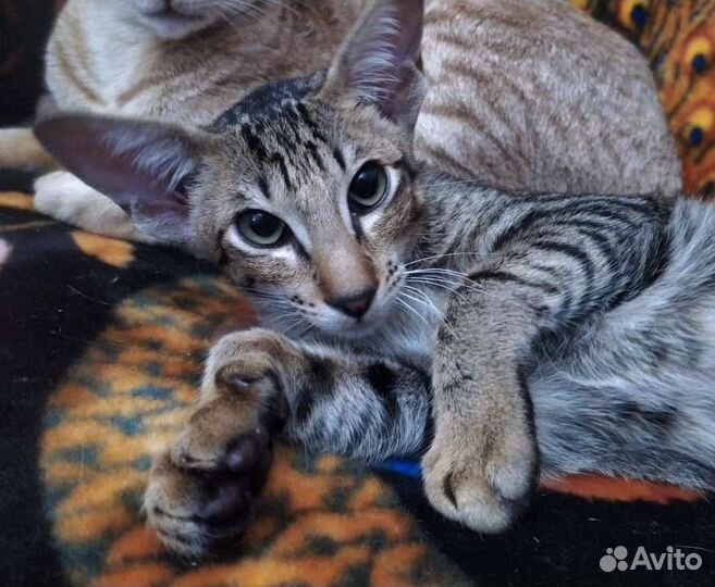 Ориентальный пятнистый мальчик котёнок