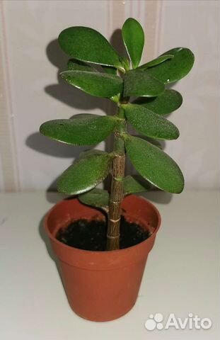 Толстянка/Денежное дерево