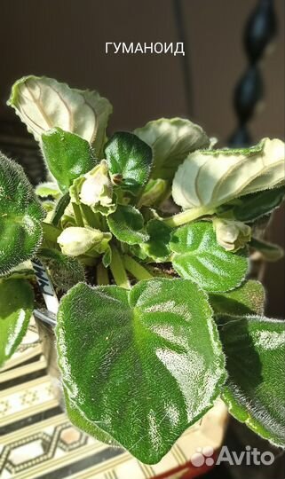 Сортовые фиалки