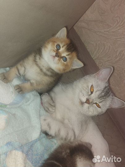Котята Шиншиллы