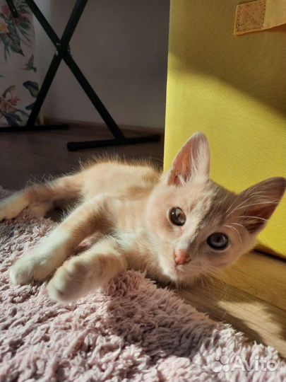 Передержка кошек/котов