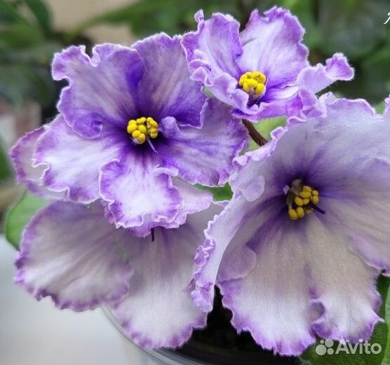 Листья сортовых фиалок