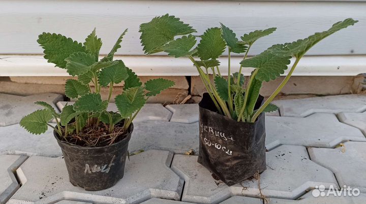 Астильба, Форзиция и другие многолетники