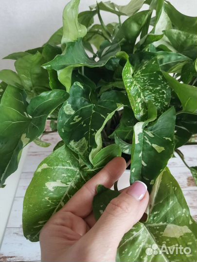 Сингониум Панда (Panda)