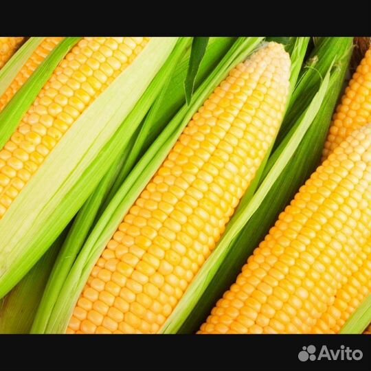 Сладкая кукуруза