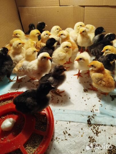 Цыплята несушки подрощенные