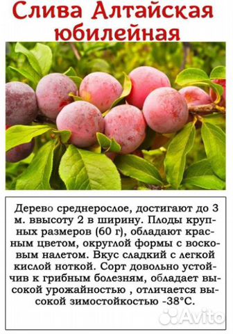 Слива саженцы