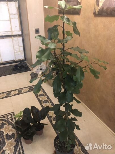 Комнатные цветы