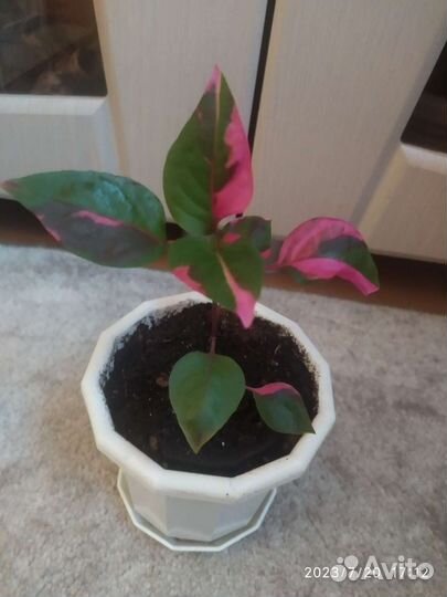 Комнатное астение