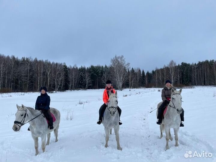 Обучение верховой езде