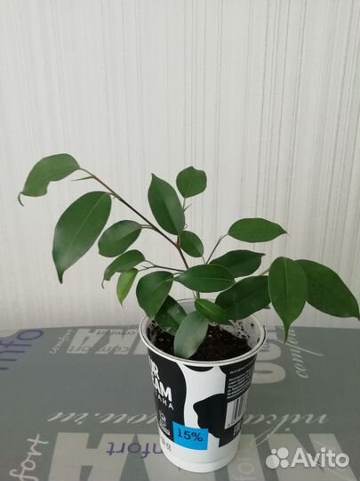 Фикус Бенджамина