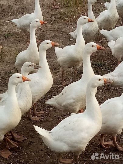 Гуси,Индоутки,Муларды