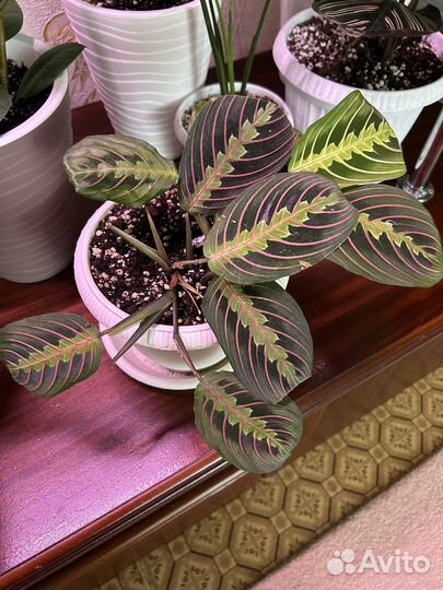 Маранта триколор