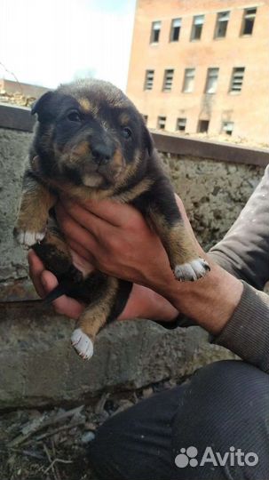 Малыши в добрые руки