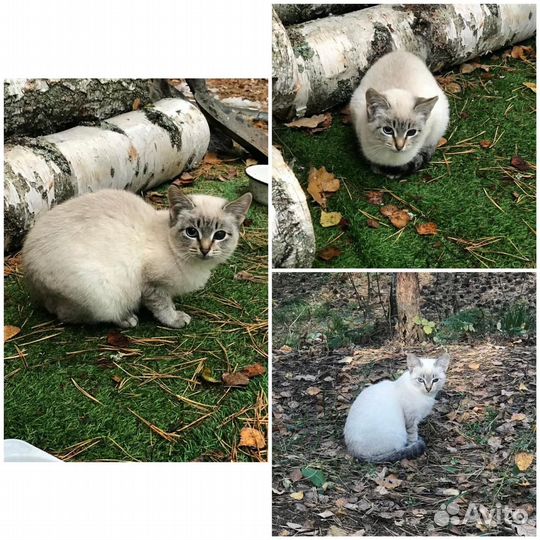 Кошка в добрые руки даром бесплатно