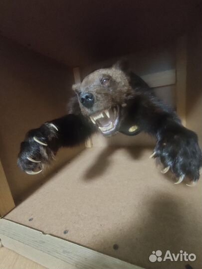 Чучело рассомахи на медальоне