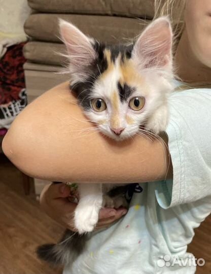 Счастье в дом