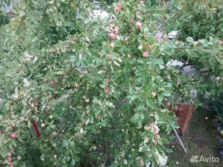 Яблоки деревенские