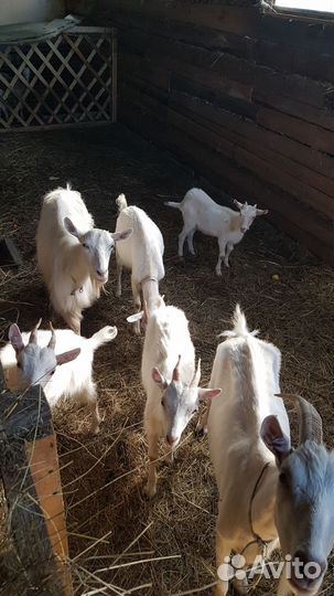 Дойные козы