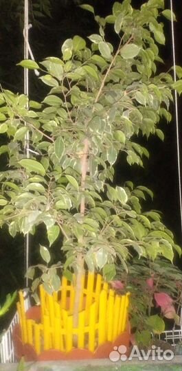 Фикус бенджамина 130см