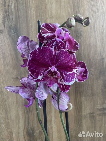Орхидея фаленопсис