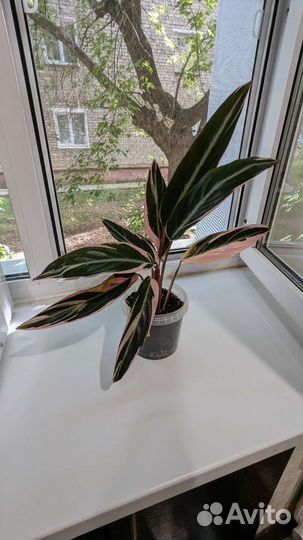 Строманта триколор