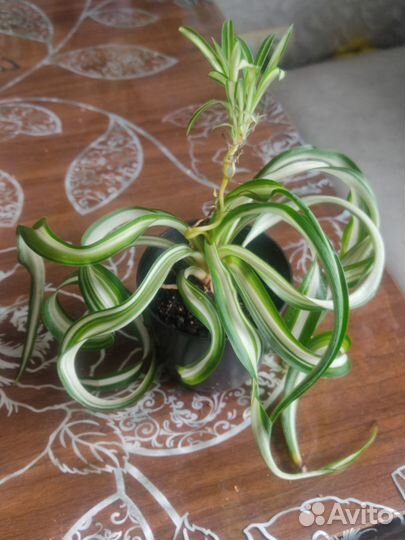 Хлорофитум кудрявый